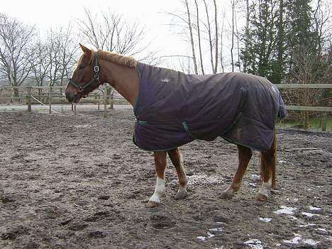 Dansk Varmblod Robbia Vedstedholm billede 7