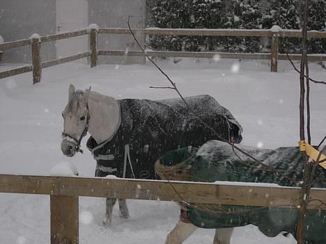 Connemara Jolly Jumper *SOLGT* - hos Sofie på ferie :b billede 15