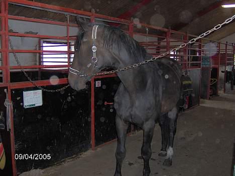 Dansk Varmblod Dacar - Dacar 2 år billede 6