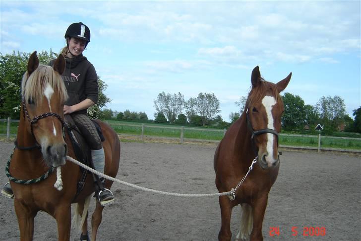 Palomino | Klepholms Krøsus  «3 - Tja her trækker Mac "Krøsus "  sin ven Mack xD  billede 12