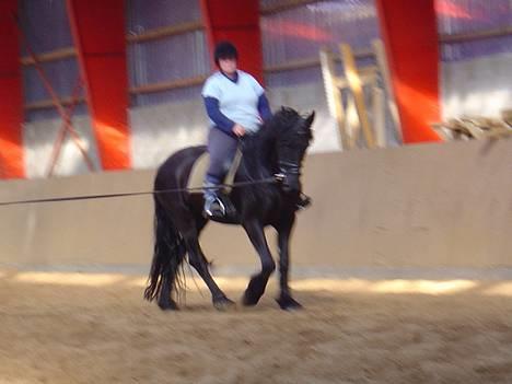 Frieser Shadow - jeg rider på shadow i longe billede 2