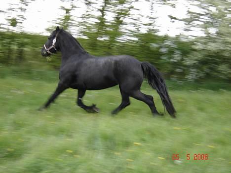 Frieser Shadow - shadow på sommer græs 2006 billede 3