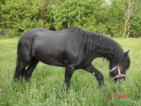Frieser Shadow - hmmm dejligt hø billede 4