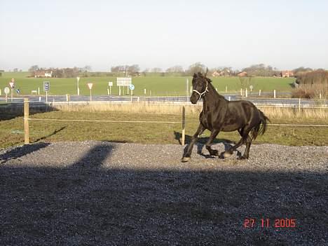 Frieser Shadow - Shadow på ridebanen billede 6