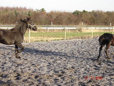 Frieser Shadow billede 7