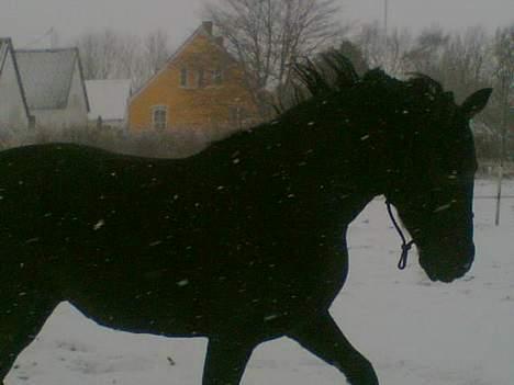 Oldenborg Felix  - Felix i trav med naturlig holdning billede 8