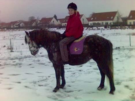 Anden særlig race Tulle - Mig og Tulle som dressur-ekvipage <33 billede 4