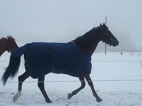 Anden særlig race Lady Papaya  - Paya i sin dovne trav. (2006) billede 9