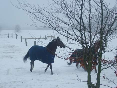 Anden særlig race Lady Papaya  - Paya leger lidt. (2006) billede 10