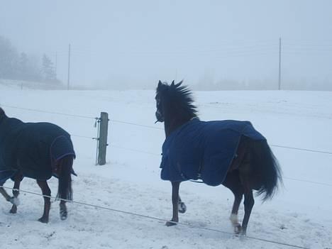 Anden særlig race Lady Papaya  - Paya der spiller lidt dum.. heeh.. (2006) billede 11