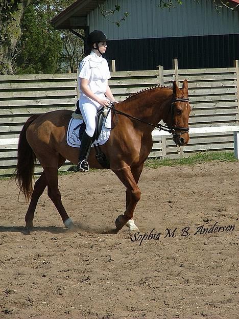 Frederiksborg Pearl FR 8099 •RIP• - nr. 19 nibe d. 14 april opvarmining til LB1 (Fotograf: Sophie Martine´) billede 15