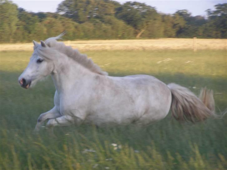 Shetlænder Miss Musse - uhh smukke musse! så smuk, så smuk <3 billede 16