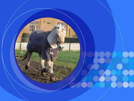 Fjordhest Frederik Midtgård *Himmelhest* - smukke bamsefar<3 billede 16