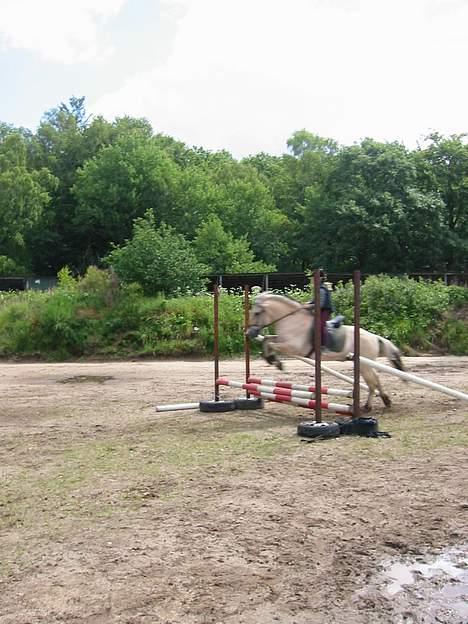 Fjordhest Frederik Midtgård *Himmelhest* - go bamse! billede 18