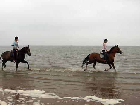 DSP Sønderlunds Chateau  - PÅ stranden ;D billede 5