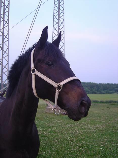 Anden særlig race ++Loke, Elsket & savnet++ - Smukke Loke..!  billede 1