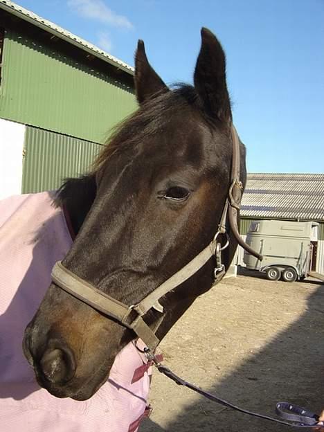 Anden særlig race ++Loke, Elsket & savnet++ - Uhh..! Der er spændende..! billede 3