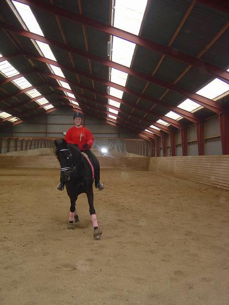 Anden særlig race ++Loke, Elsket & savnet++ - Nyt: 13/4-06. Midt i en schenkelvgining..! billede 4