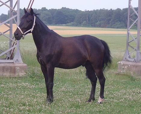 Anden særlig race ++Loke, Elsket & savnet++ - Hele smukke Loke..! billede 5