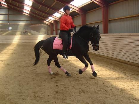 Anden særlig race ++Loke, Elsket & savnet++ - NYT: 14/5-06: Hans smukke galop..! billede 8