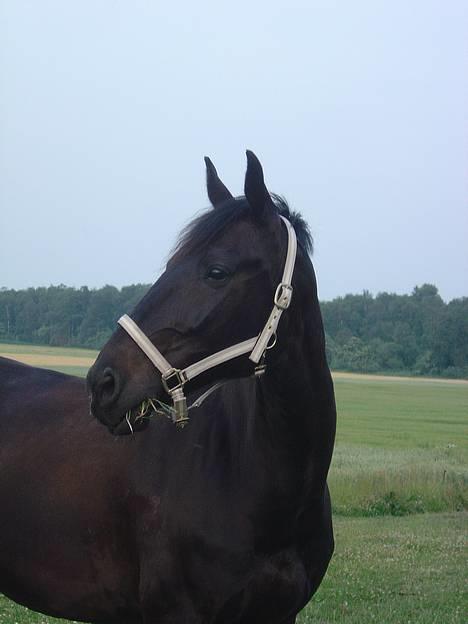 Anden særlig race ++Loke, Elsket & savnet++ - Min super smukke hest! billede 13