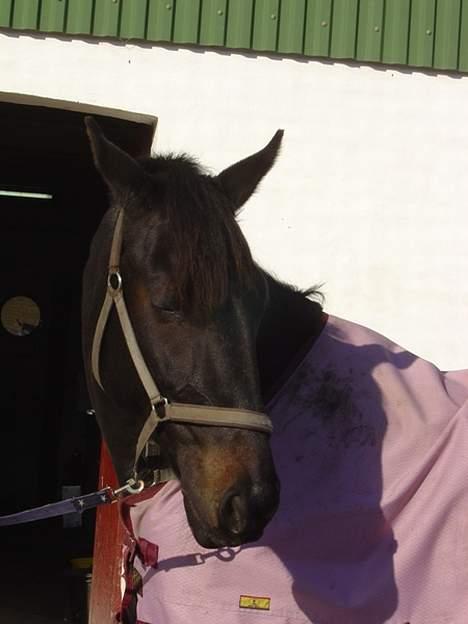 Anden særlig race ++Loke, Elsket & savnet++ - Nu er det kedeligt! billede 14