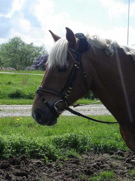 Haflinger Agent 007 - #9 billede 9