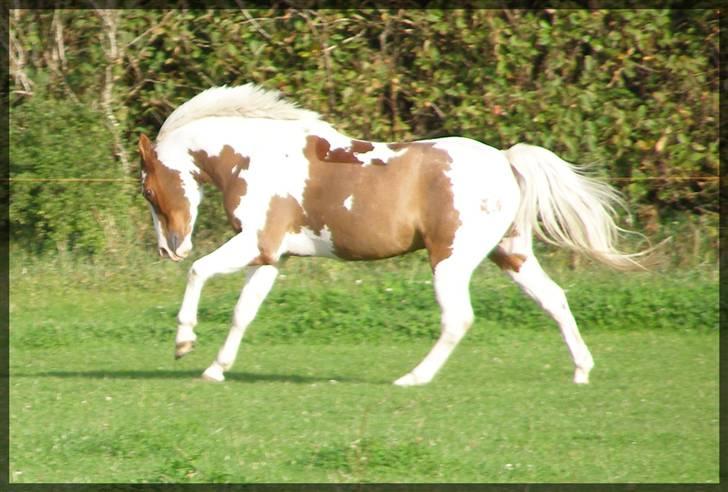 Anden særlig race Magic Sunnyboy - Smukke pony - nyklippet :D [Foto: Mig xD] billede 10