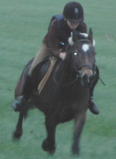 Anden særlig race VlietstedeBrilliantIdris billede 10