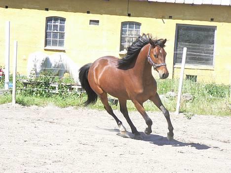 Anden særlig race Farmens Lucky Star  - galop lucky star... hihi billede 14