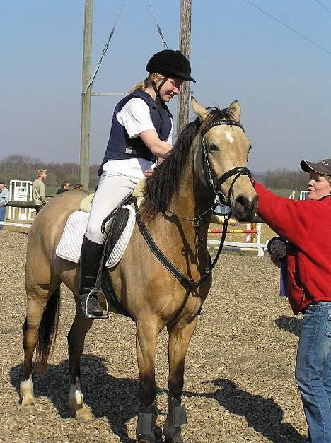 Anden særlig race Nova stauslykke Solgt - Er hun ikke dejlig min elskede pony billede 1