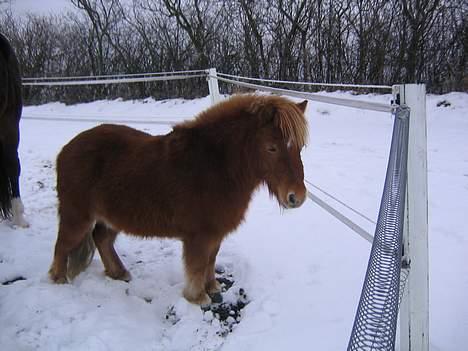 Shetlænder Møllebakkens Lukas - Min søde pony <3 billede 7
