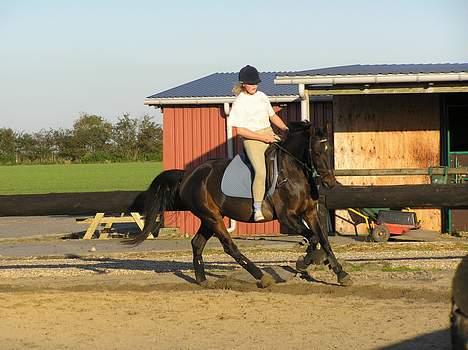 Anden særlig race Candy - træning billede 5