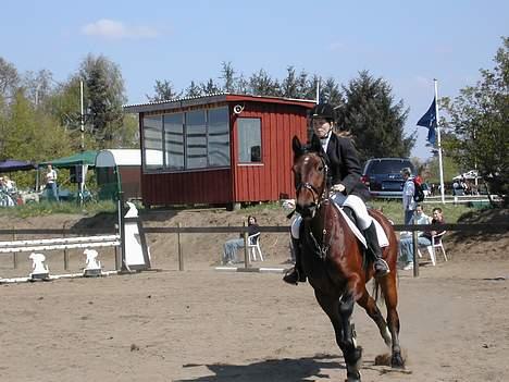 Anden særlig race Romeo  DØD - springstævne langholt 2005 billede 2