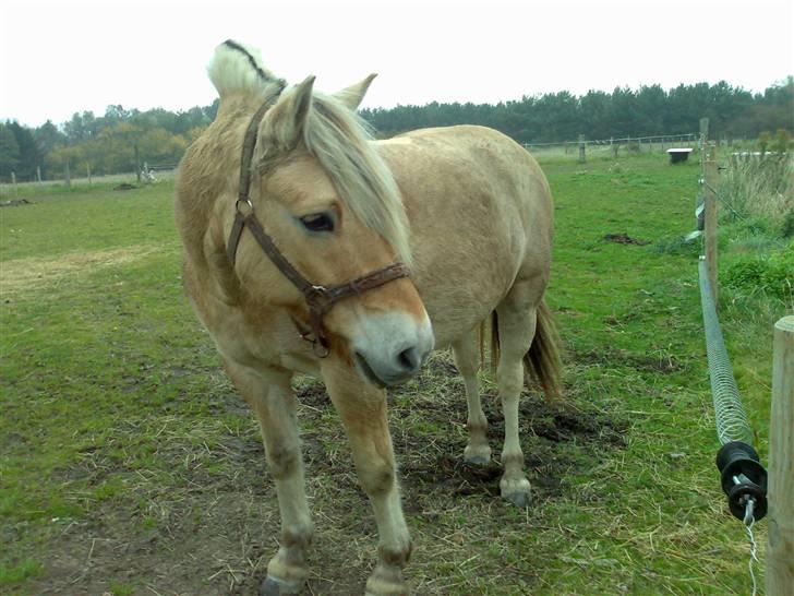 Fjordhest Lukas - Lukas, da Isabella kom - Foto Mette billede 6