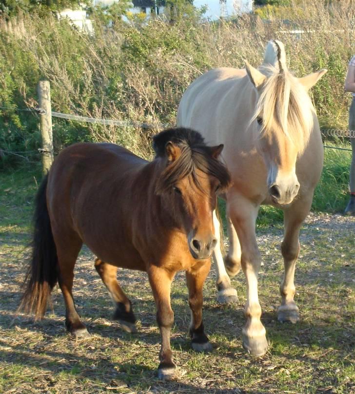 Fjordhest Lukas - Lukas og Benjamin - Foto Johni billede 7
