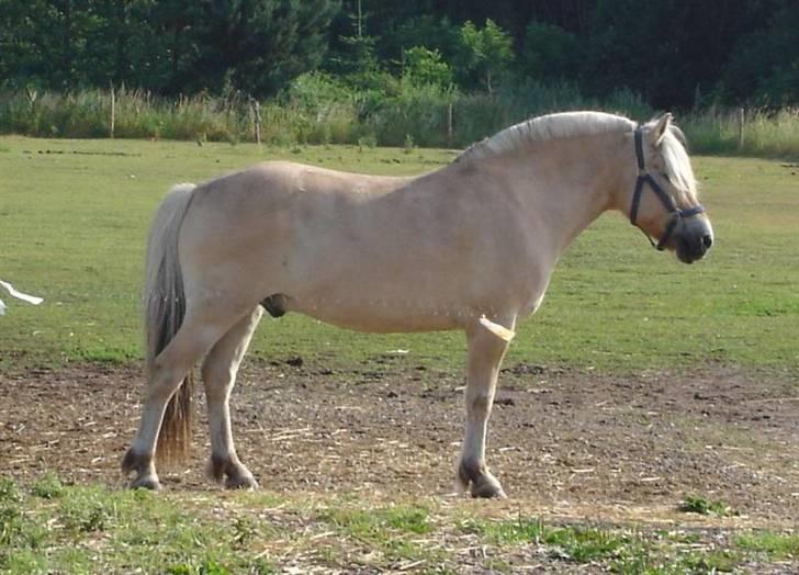 Fjordhest Lukas - Lukas - Foto Mette billede 8