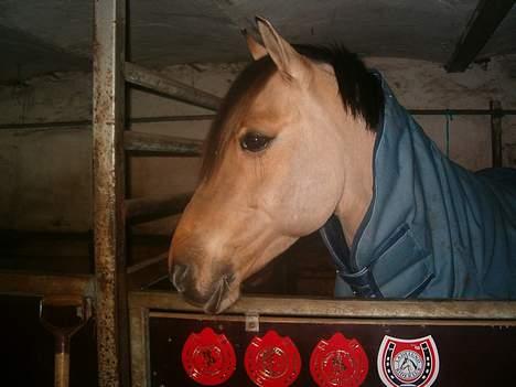 Anden særlig race #Basse#  - Basse i boksen <3 billede 16