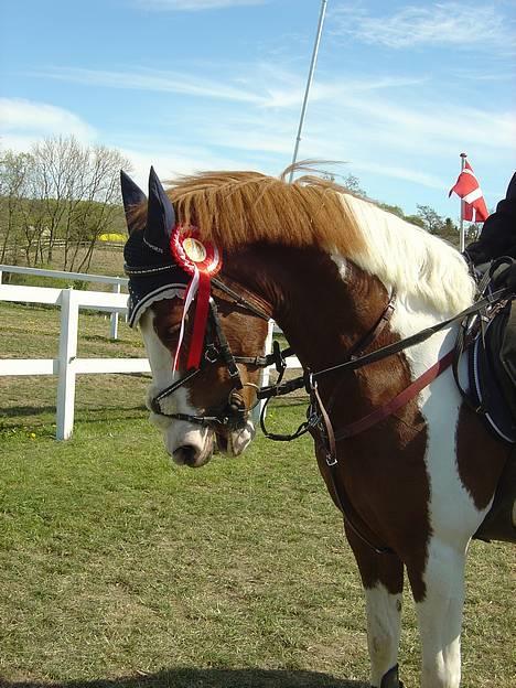 Pinto Winnitou solgt  - vinderponyen :D team jensen evigt og altid billede 9