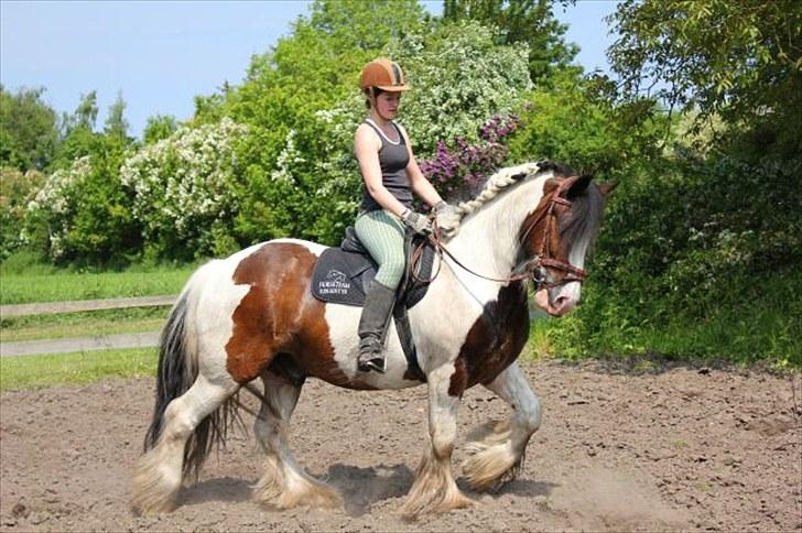 Tinker Mister Charlie SOLGT - Charlie og jeg træner dressur 2010 billede 1