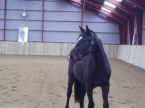 Oldenborg Kyringegårds Debbie - Debbie i ridehuset. billede 1