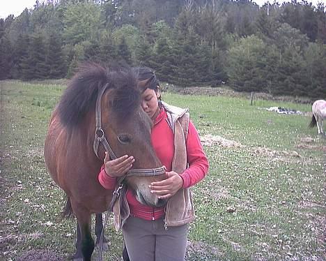 Islænder Silkesif<3 - Mig og Siffer. <3 (Undskylder meget, at nogle billederne er så dårlige, men de er taget med mobil og jeg lover, at jeg få taget nogle nye!) billede 1
