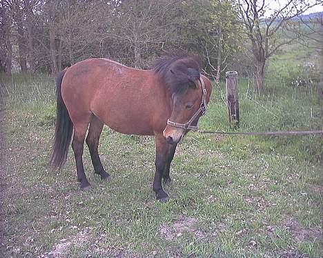 Islænder Silkesif<3 - Smukke<3 billede 2