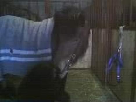 Islænder Silkesif<3 - Mys til min smukke<3 billede 3