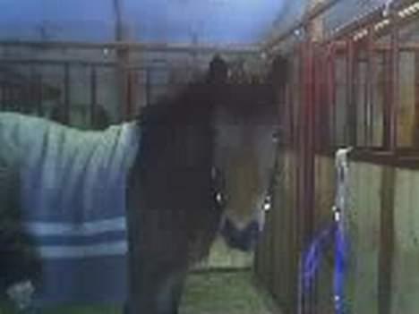 Islænder Silkesif<3 - <3 billede 4