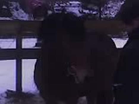 Islænder Silkesif<3 - Udenfor. :D billede 5