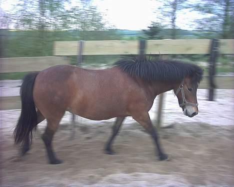 Islænder Silkesif<3 - Lidt tyk? :b billede 6