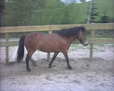 Islænder Silkesif<3 - Skridte skridte..  billede 7