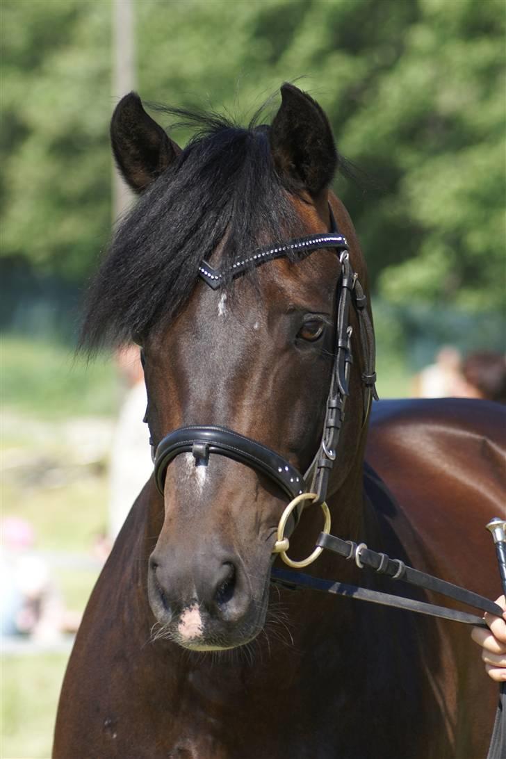 New Forest Mister Malthe ELITEHINGST - malthe til roskilde dyrskue  <3 billede 19