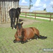 Anden særlig race Flicka